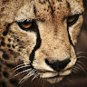 Meet your Posher, Larry